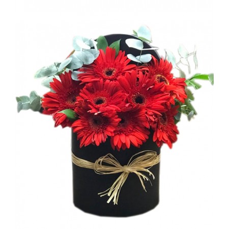 kutuda gerbera