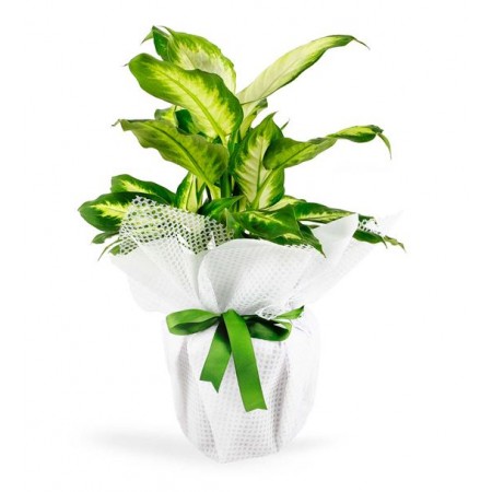 Tropic Dieffenbachia Saksı Çiçeği