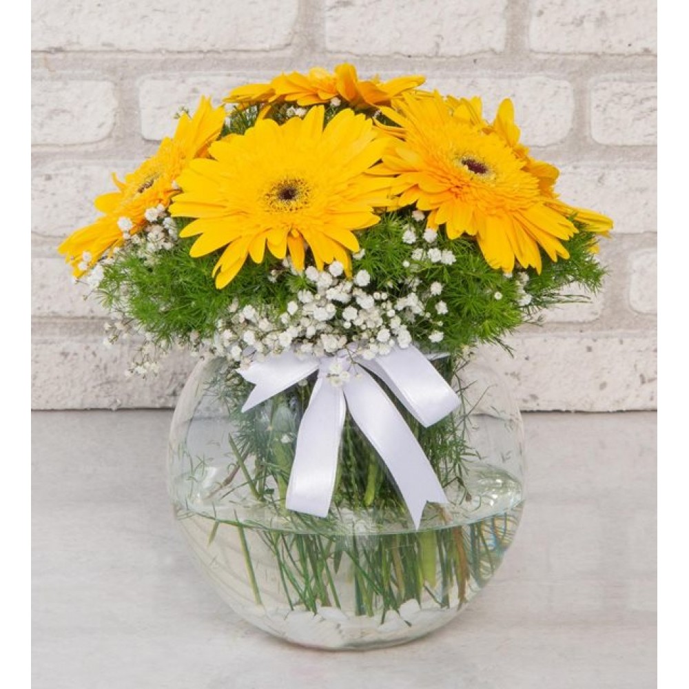 gerbera renkli fanus 