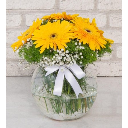 gerbera renkli fanus 