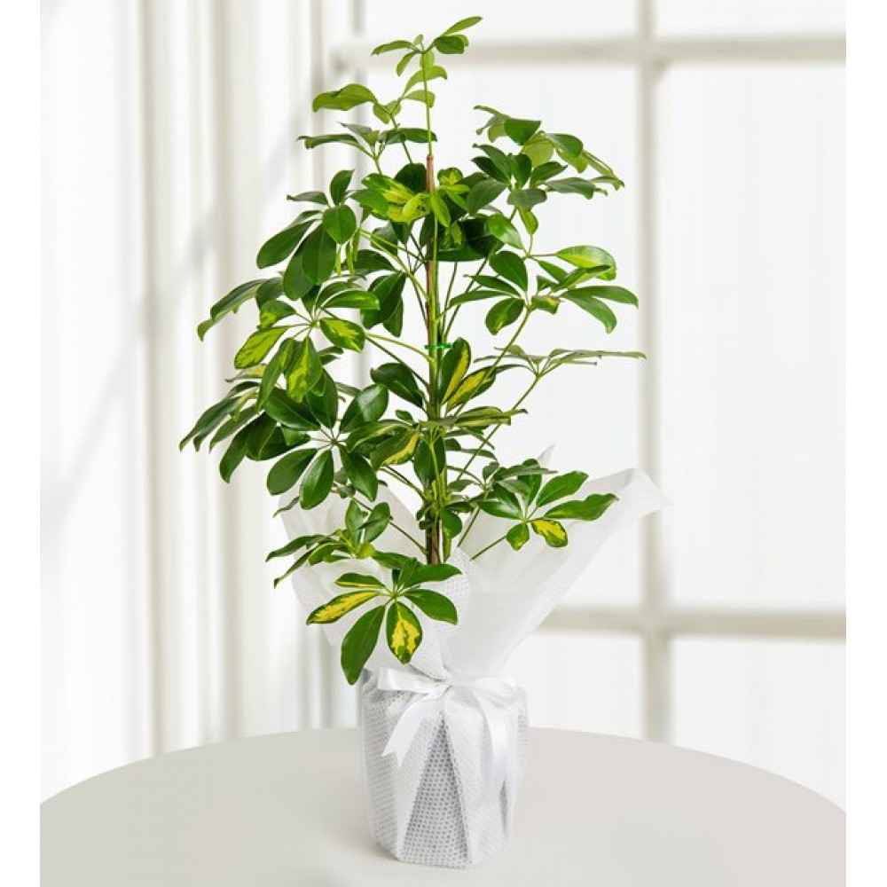 schefflera  (şeflera)
