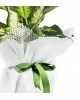 Tropic Dieffenbachia Saksı Çiçeği